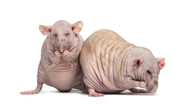 Two Hairless Rats (2 years old)