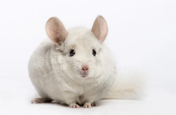 Chinchilla (6 Jahre alt)) — Stockfoto