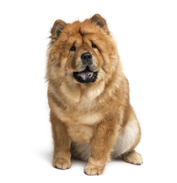 chow chow (2 years old)
)