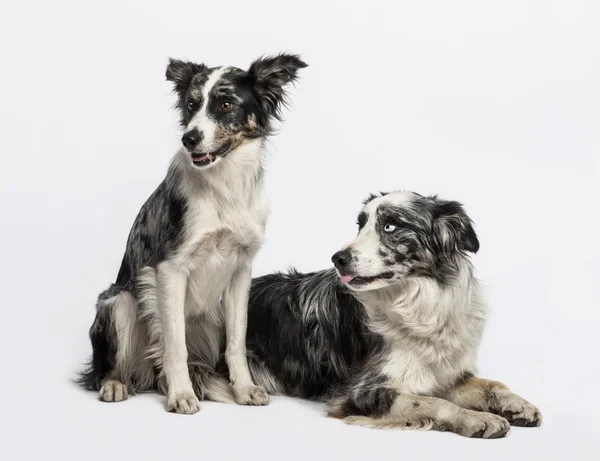 Two Border collies sitting and lying — Stock Photo, Image