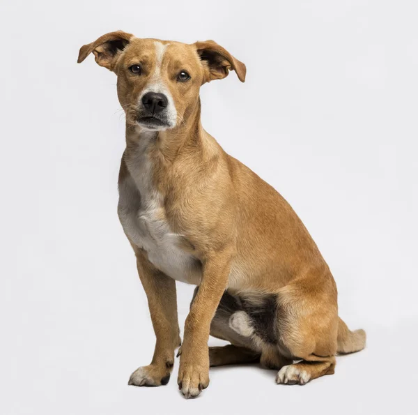 Crossbreed sitting and looking at the camera — Stock Photo, Image