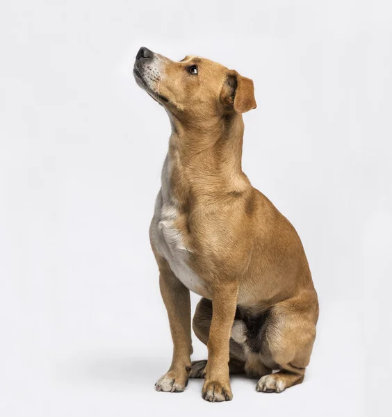 Crossbreed sitting and looking up — Stock Photo, Image