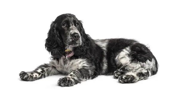 Engelse cocker spaniel puppy (4 maanden oud) — Stockfoto