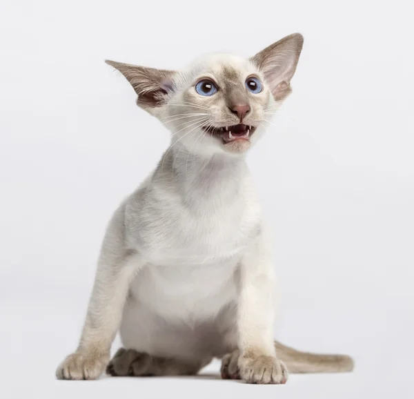 Oosterse korthaar kitten — Stockfoto