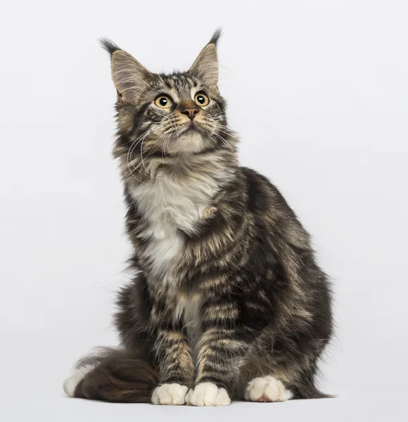 Maine coon (10 měsíců věku) — Stock fotografie