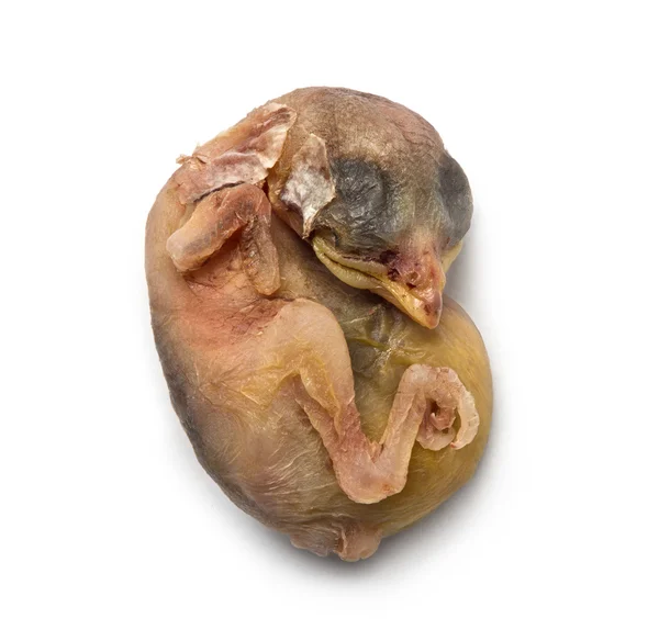 Döda gråsparven chick — Stockfoto