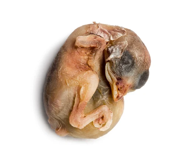 Döda gråsparven chick — Stockfoto