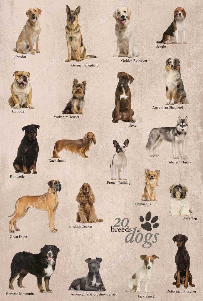 Dog Breeds Poster In English Stock Photo Lifeonwhite