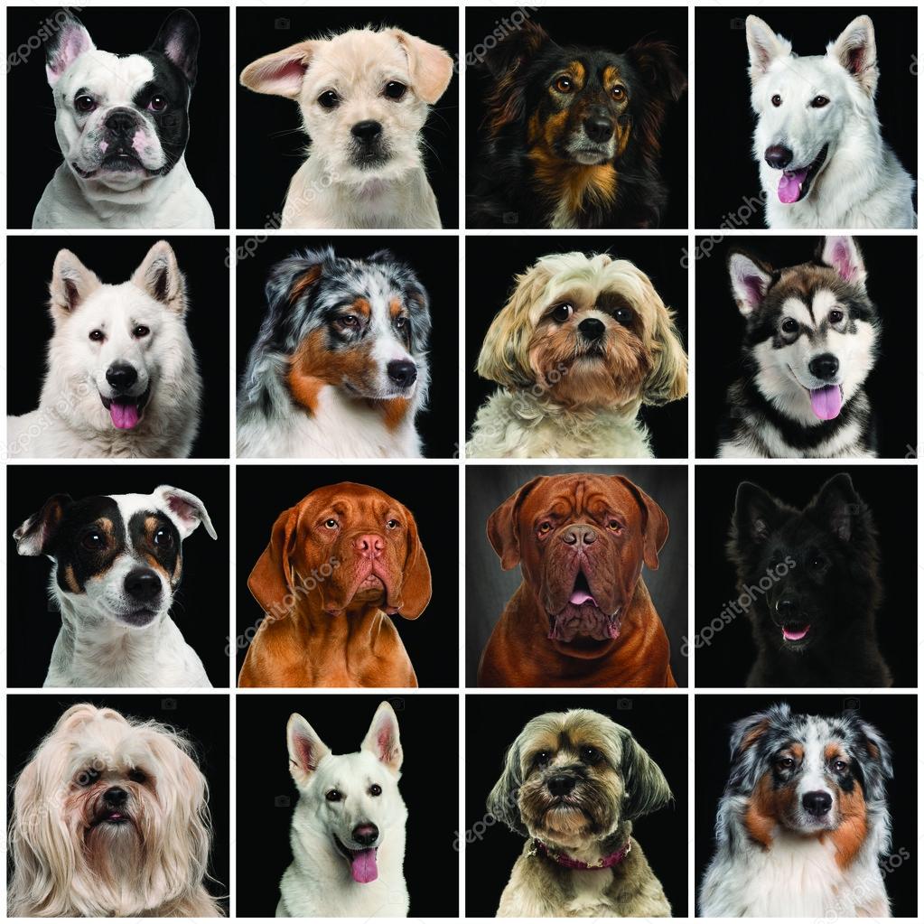Composition of dogs head Stock Photo by ©lifeonwhite 53301403