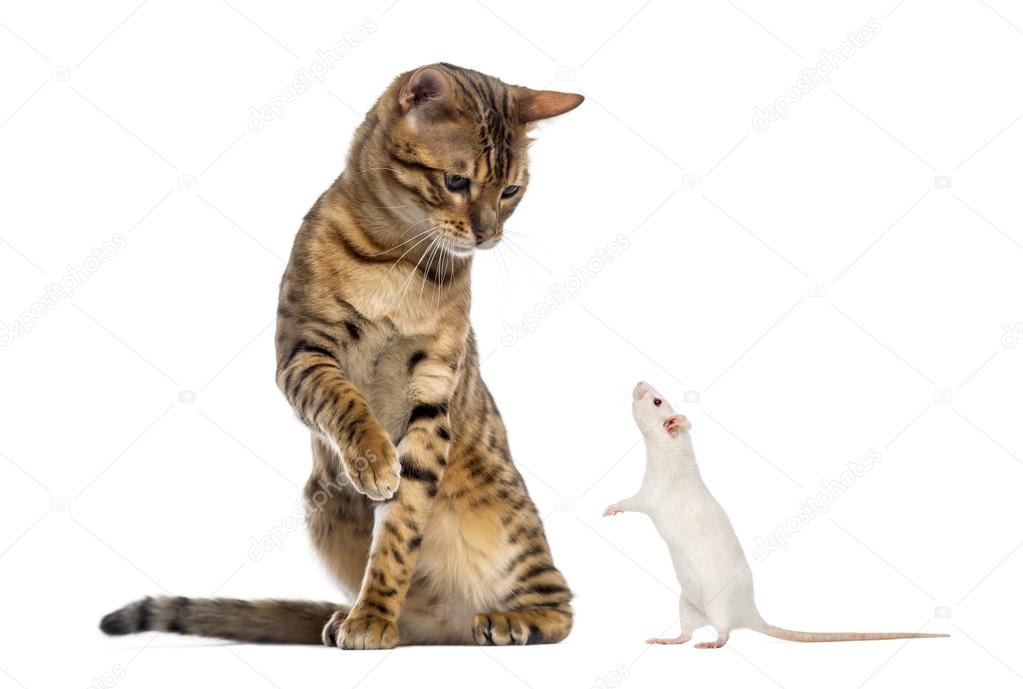 Bengal looking down and pawing at a rat