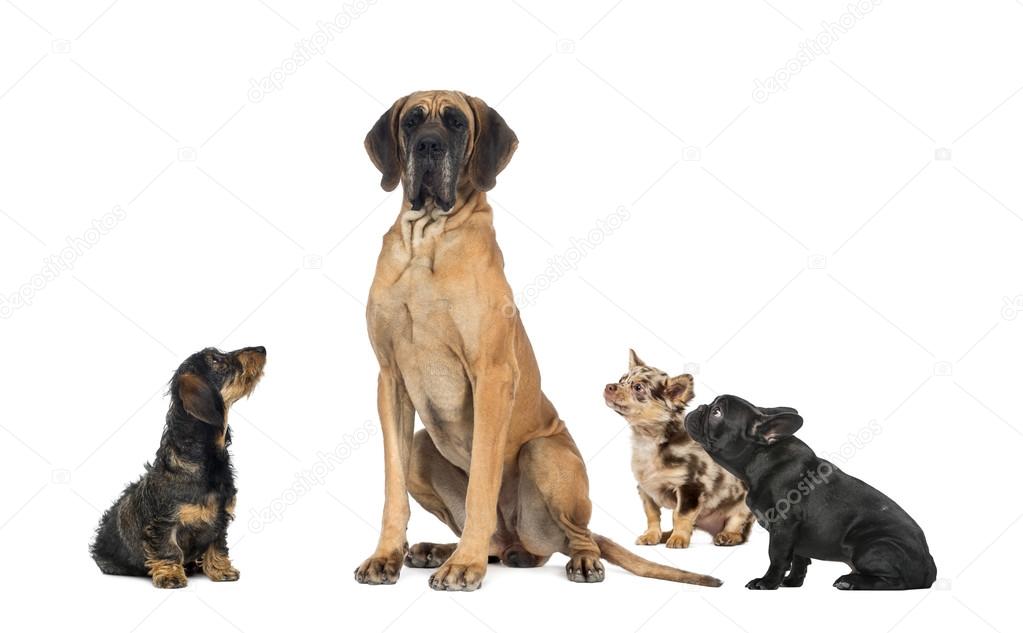 Small dogs looking at a big dog