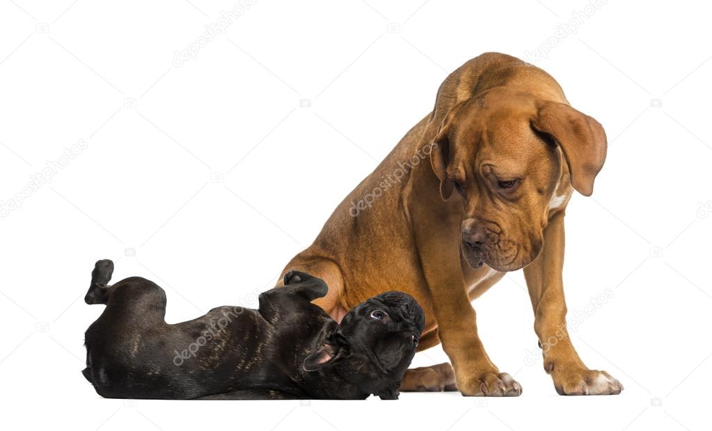 Dogue de Bordeaux looking at a French Bulldog lying