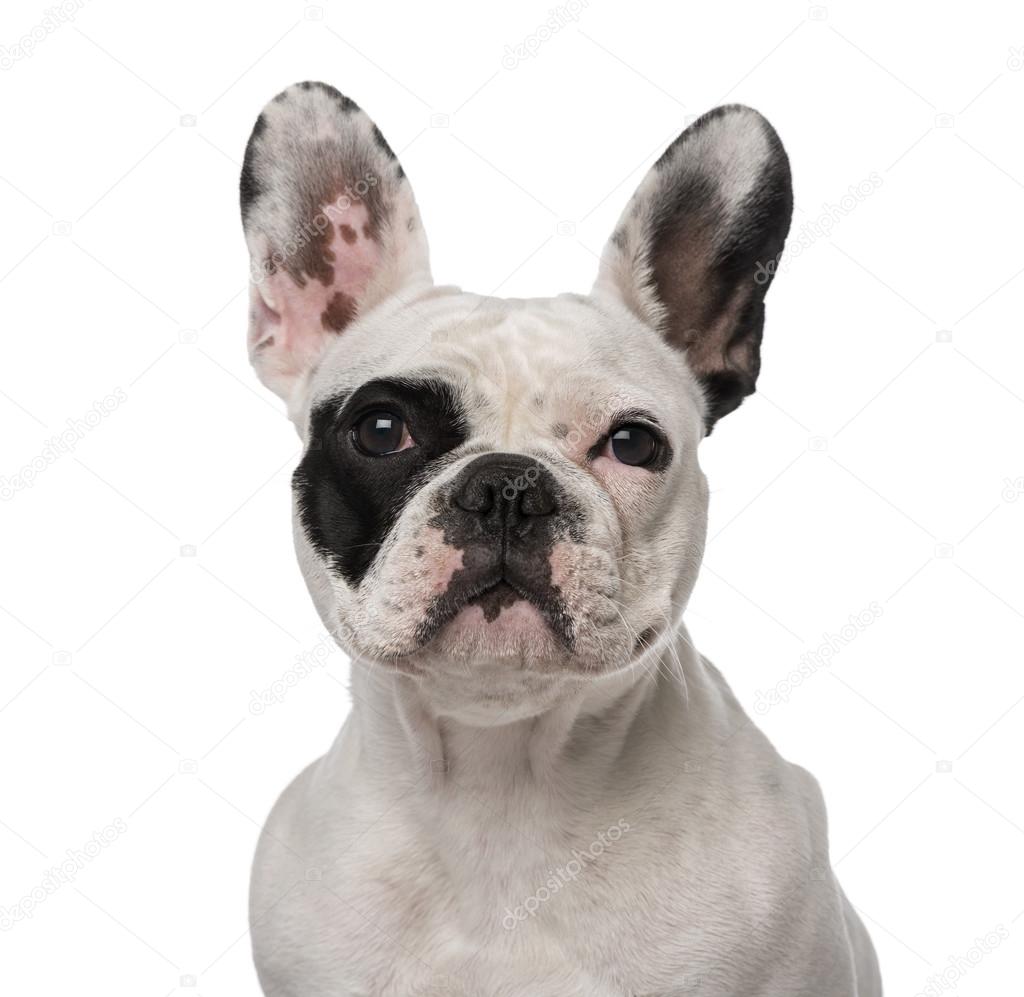 French Bulldog (1 year old)