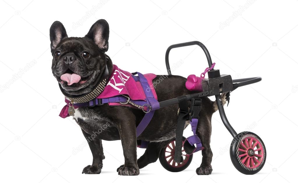 French Bulldog (7 years old) in a wheelchair