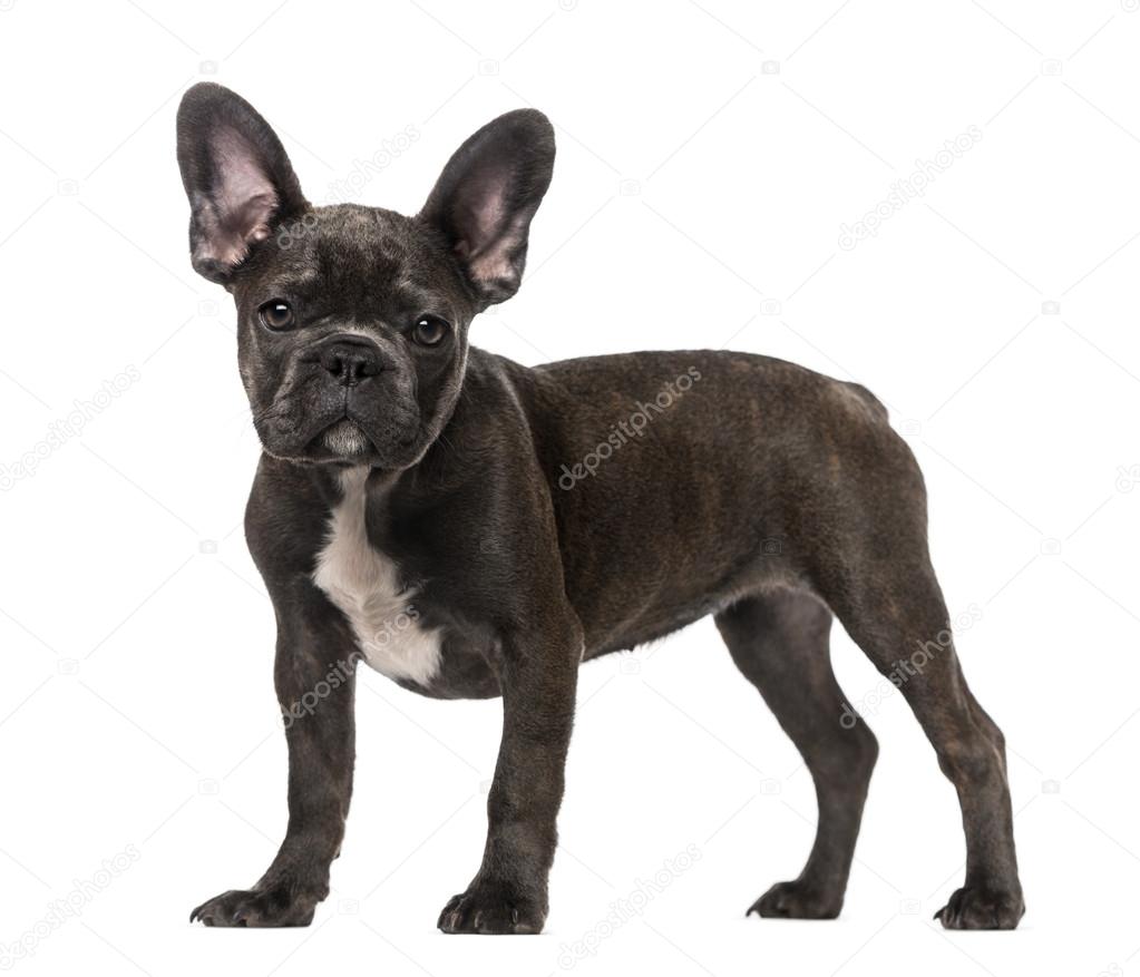 French bulldog 4 months 2025