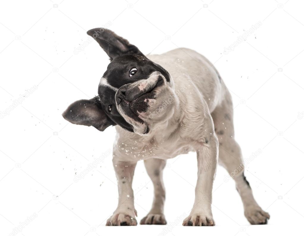 French Bulldog 3 years old shaking Stock Photo by lifeonwhite