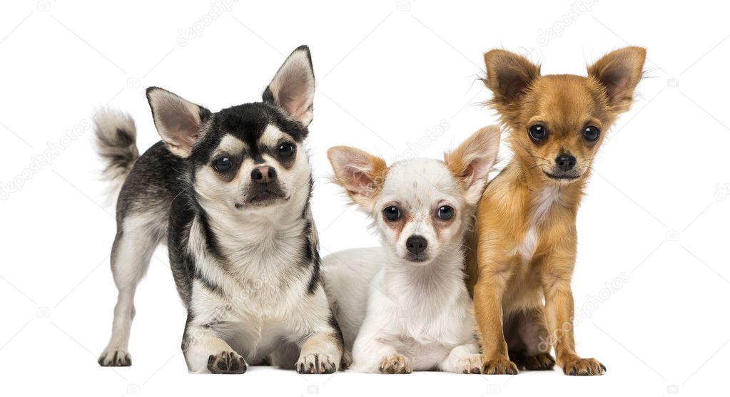 Group of three Chihuahuas