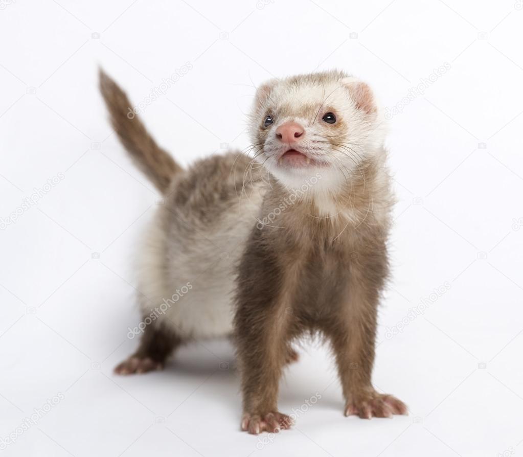 ferret (3 years old)