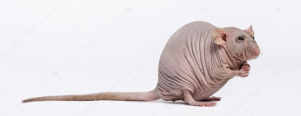 Hairless Rat (2 years old)