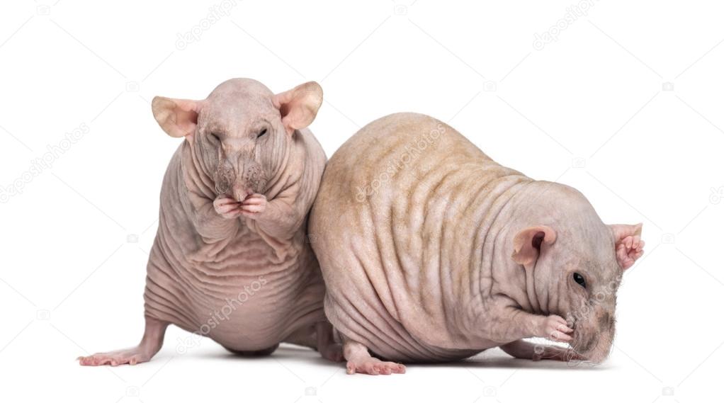 Mexican 2025 hairless rat