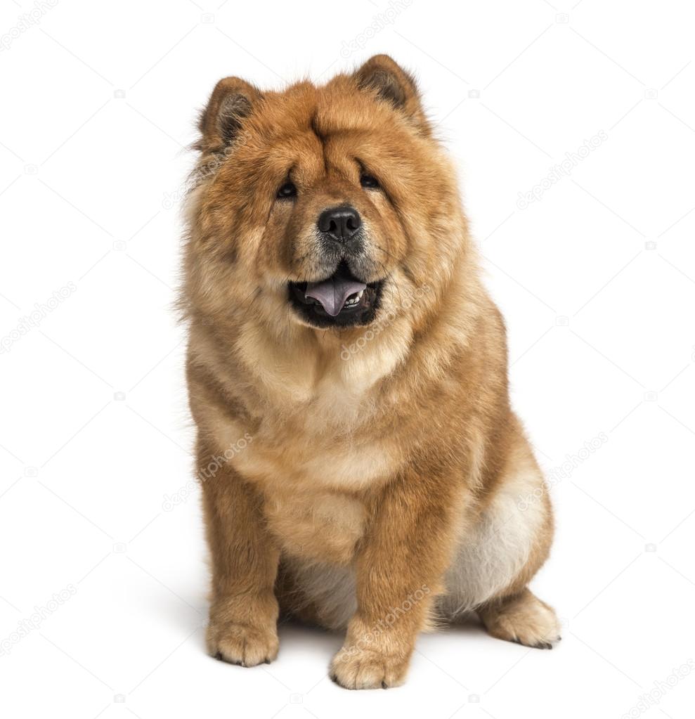 chow chow (2 years old)