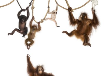Genç Orangutan, genç Pileated Gibbon ve genç Bonobo asılı 