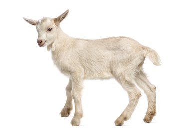 Beyaz izole keçi çocuk (8 haftalık)