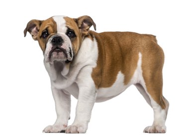İngilizce bulldog yavrusu (3 aylık)