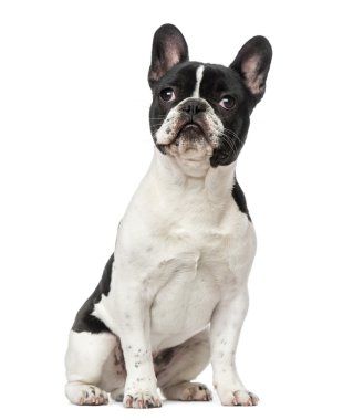 Fransız bulldog yavrusu (6 aylık)