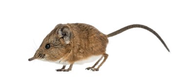 Elephant shrew - Macroscelides proboscideus - isolated on whitre clipart