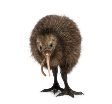 North Island Brown bir solucan Apteryx mantelli, 3 yeme kivi 
