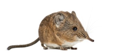 Fil sivri faresi - Macroscelides proboscideus - whitre üzerinde izole