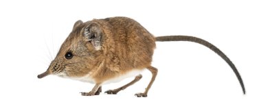 Fil sivri faresi - Macroscelides proboscideus - whitre üzerinde izole