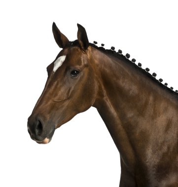 Rheinlander - 6 yaşında