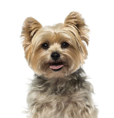 Yorkshire Terrier (4 yaşında)
