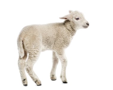 Beyaz izole kuzu (8 haftalık)