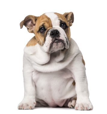 İngilizce bulldog yavrusu (3 aylık)