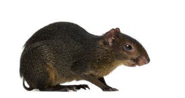 Yeşil acouchi, Myoprocta pratti, üzerinde beyaz izole