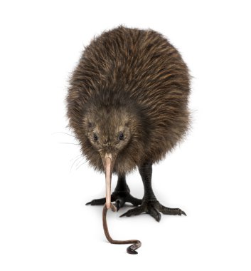 North Island Brown bir solucan Apteryx mantelli, 3 yeme kivi 
