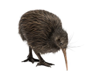 North Island Brown kivi, Apteryx mantelli