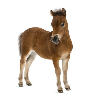 shetland foal - 1 month old clipart