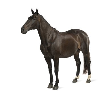 Belçika spor at (sbs) - 25 yaşında