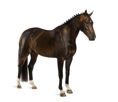 Kwpn - Hollanda Warmblood, 3 yaşında - Equus ferus caballus