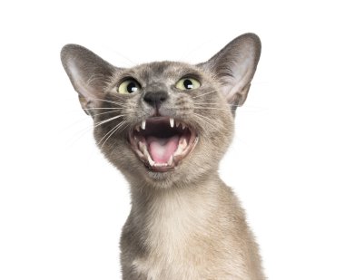 Tonkinese meoowing (18 aylık yakın çekim)