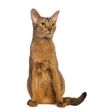 Beyaz izole abyssinian, oturan (2 yıl)