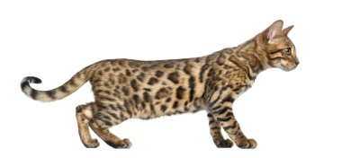 Beyaz izole genç Bengal kedisi (5 ay)