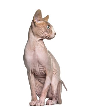 Sphynx (1 yaşında) oturma