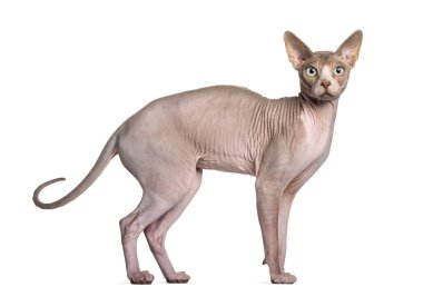 Sphynx (1 yaşında)