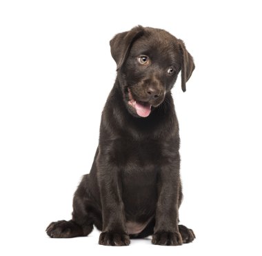 Karışık-breed Labrador ve Husky yavrusu (9 haftalık)