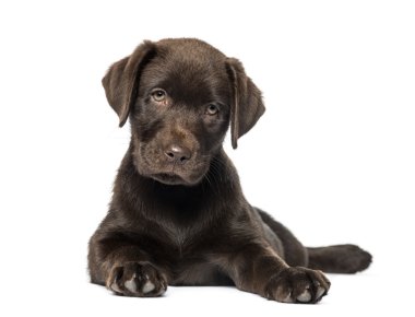 Karışık-breed Labrador ve Husky yavrusu (9 haftalık)